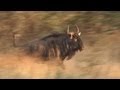 Hunting the Blue Wildebeest