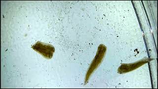 Flatworm Cut into 3 Pieces | Under the Microscope: Parasites Ep. 2