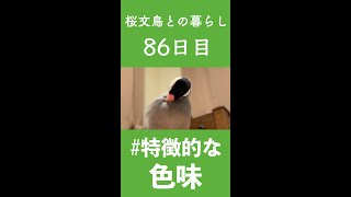 【文鳥の雛が大人になるまで】和を感じる色使いなの素敵ですよね【86日目】