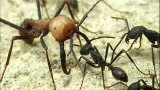 吹奏楽【BUGS】 6.Army Ants