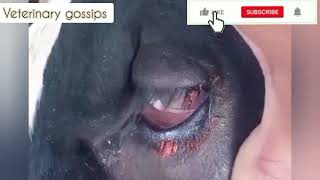 Pink eye disease treatment | Pink eye disease in cow | Cherry eye home management | गुलाबी नेत्र रोग