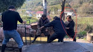 实拍湘北民间女屠夫杀猪现场 气场十足比男人还要猛 拍给大家看下