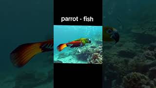 Parrot Fish දැකලා නැද්ද🥹❤️#parrotfishes#trendingshorts#funny#shorts