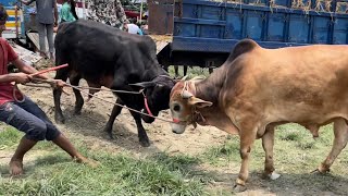 cow unloading, cow videos, cow video, big cow, goru hamba cow, dancing cow[Ep -188(Cow in The World