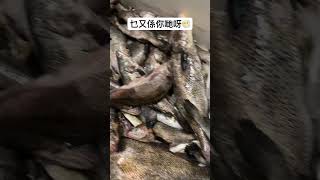 【魚穫】再戰三門 石鰲釣不完 說好的石班呢!  #香港釣魚