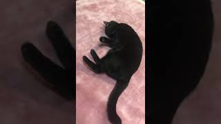 black-cat🐈‍⬛ごろんが上手【#Shorts】黒猫バロン