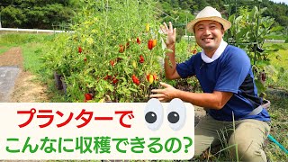 【自然菜園】竹内さんのプランター公開！こんなに収穫できるなんてﾋﾞｯｸﾘ！