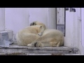 昼寝からようやく目覚めたホッキョクグマ親子~polar bears woke up from the nap