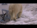 昼寝からようやく目覚めたホッキョクグマ親子~polar bears woke up from the nap