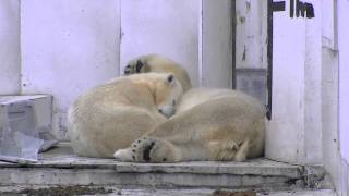 昼寝からようやく目覚めたホッキョクグマ親子~Polar Bears woke up from the nap