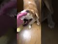 ビーグル犬レモン