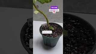 제라늄이 꽃이 피었어요#Short #gardening #취미 #베란다정원 #식물#식집사#기다림#가을