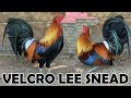 Beautiful Birds Velcro Lee Snead Farm in Alabama USA | Farm Visit