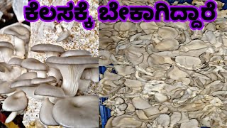 ಮಂಡ್ಯ ಕೆಲಸಕ್ಕೆ ಬೇಕಿದ್ದಾರೆ || Mushroom cultivation in Kannada || Mushroom Spawn Available