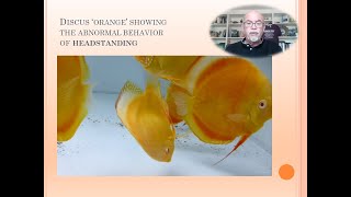 Head standing of Discus: Fish Disease Case nr. 159: Sick Discus, diagnosis and treatment