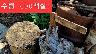 태백 산골에 한국최대 돌배나무 관찰수령 400살 주렁 많이도 열렸다!