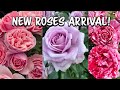 Unboxing NEW ROSES!