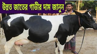 কম দামে ১৫ থেকে ২৫ লিটার গাভীর দাম জানুন।ডেইরী খামার