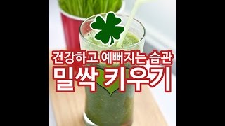 밀싹키우기 * 밀싹스무디 만들기