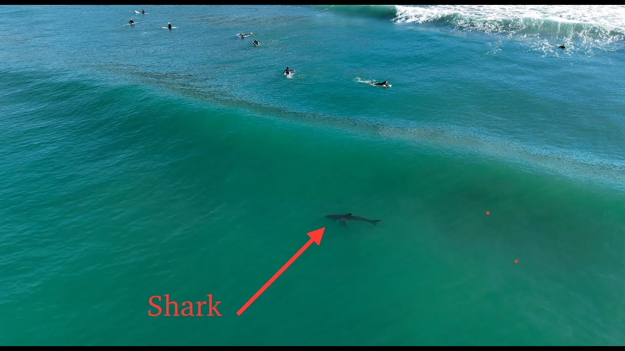 Great White Shark Drone Footage Near Surfers. - YouTube