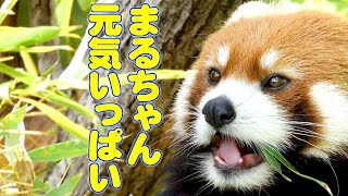 【レッサーパンダ】まるちゃん元気いっぱい　Red Panda MARUMI at Maruyama Zoo