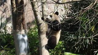 20210220 圓寶就是愛爬樹 午覺睡飽自著陸 Giant Panda Yuan Yuan \u0026 Yuan Bao