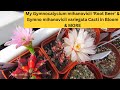 Gymnocalycium mihanovichii 'Root Beer' & Gymno mihanovichii variegata Cacti in Bloom & MORE #cactus