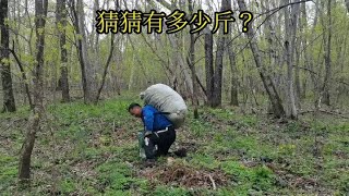 东北林区80后的赶山生活，每天努力采野菜，虽然辛苦但也很开心【东北林区艾三】