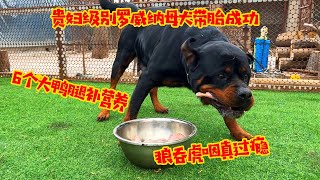 贵妇级别罗威纳母犬带胎成功，6个大鸭腿补营养，狼吞虎咽真过瘾