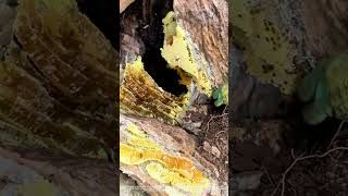 Hidden Treasure : Wild Honey Under Rock in Mountain Crevice