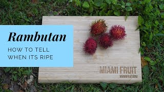 How to tell when rambutan is ripe