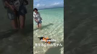 dog paddle 海を泳ぐわんちゃん#犬 #泳ぐ犬#石垣島 #犬のいる暮らし #犬動画 #dog #doglover #dogshorts #dogs #沖縄旅行 #沖縄 #dogpaddle