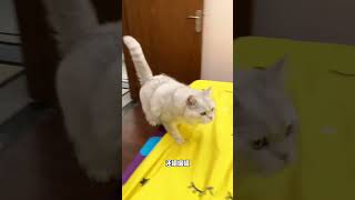 嘬嘬嘬居然能使唤猫 帮我看下猫 猫猫：你怎么没有边界感呀 怎么能欺负一只小猫咪啊