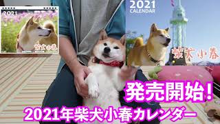 柴犬小春　2021年カレンダー発売開始しました！