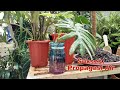 Sukses!!! Propagasi Air Merangsang Akar Dengan Cepat (Water Propagation)