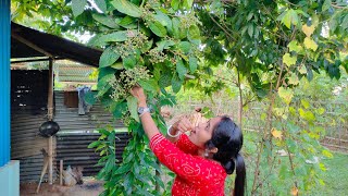 ছোট বেলায় কে কে এই গোটা খাইছেন শুধু গোটা না এই গাছের বেতের বাড়িও খাইছেন কমেন্ট করে জানাবেন প্লিজ🤣