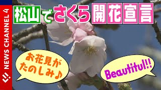 【開花宣言】待ってました！松山の桜 きょう開花＜NEWS CH.4＞