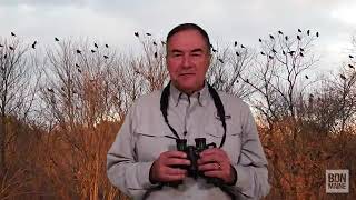 4 reasons crows gather in trees