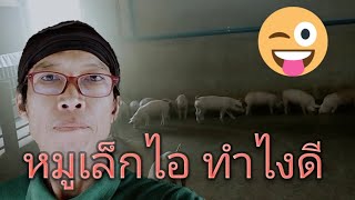 หมูเล็กไอ ทำไงดี