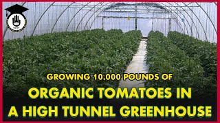 Growing 10,000 Pounds of Organic Tomatoes in a High Tunnel Greenhouse || Agro Gurukul, GOLN