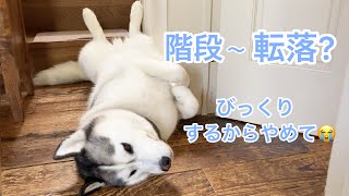 階段から転落?!した様に昼寝するハスキー/ 「遊んで!」と逆ギレする犬