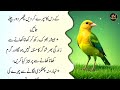 motivational quotes rumi quotes achi batain in urdu sunheri haroof quotes of the day