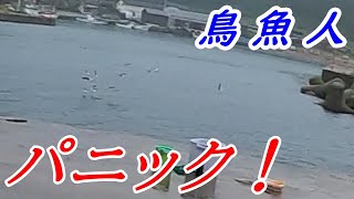 【佐渡の防波堤釣り】鳥山が目前に迫る！魚が高活性でアタリが途絶えない！釣りってこんなに忙しかったっけ？〈2021年10月中旬〉