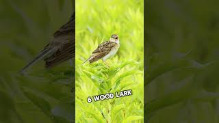 What Are the Most Popular Types of Lark? | The Beast World | Interesting Facts