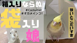 【オカメインコ/文鳥】しいたけの好きなもの、それは紙袋【小鳥と暮らす日常Vlog】