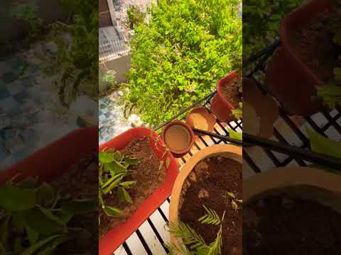 What key ingredient is necessary in order for plants to produce oxygen?