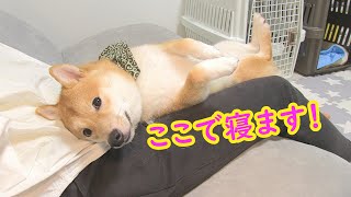 ママの膝の上から動こうとしない弟柴犬が可愛い❤