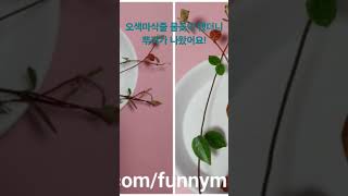 다섯가지 색이 예쁜 오색마삭줄 물꽂이#식물키우기