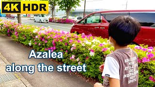 Azalea Flower along the street in Japan (4K HDR) 道路の脇にツツジ