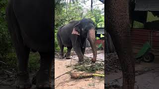 മോഴ ആനകളിലെ വല്ല്യാന ഗുരുവായൂർ ബാലകൃഷ്ണൻ |guruvayoor balakrishnan punnathurkotta